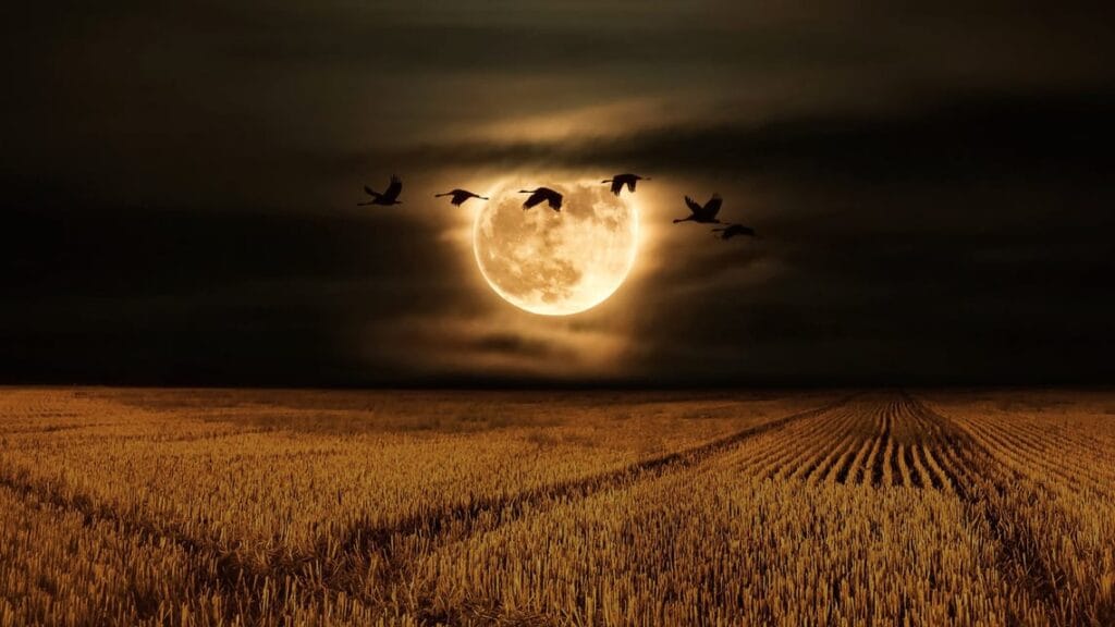 Volle maan november 2025 - de supermaan van het jaar 3 supermaan november 2025 supermaan november 2025 Telescoop.nl - Alles voor sterrenkijken & natuurwaarneming