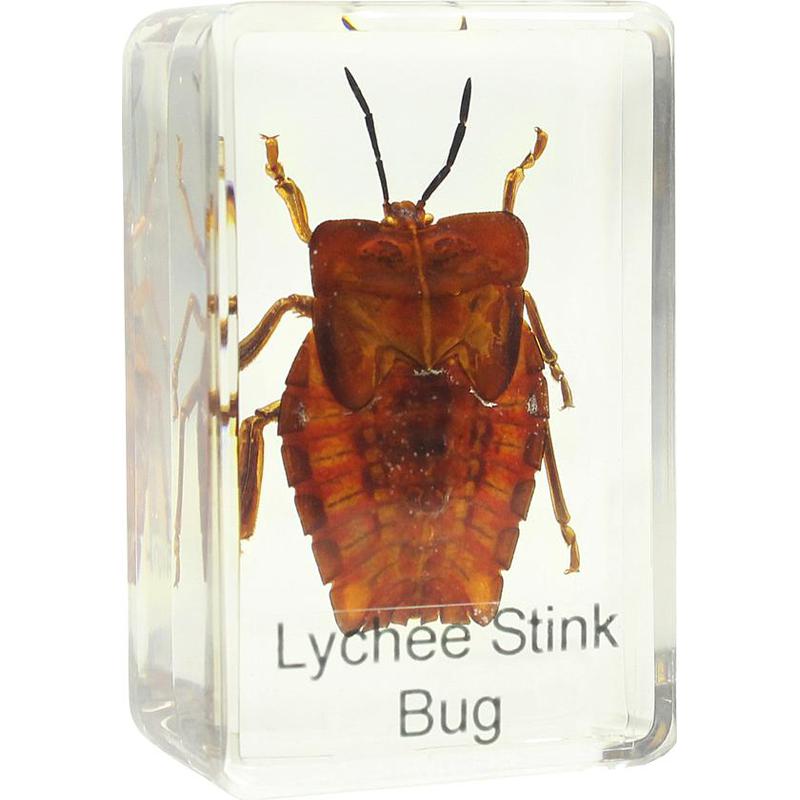 Omegon Duurpreparaat Pantserwants 1 Omegon duurpreparaat pantserwants Omegon duurpreparaat pantserwants volledig insect in acrylblok geschikt voor stereomicroscoop