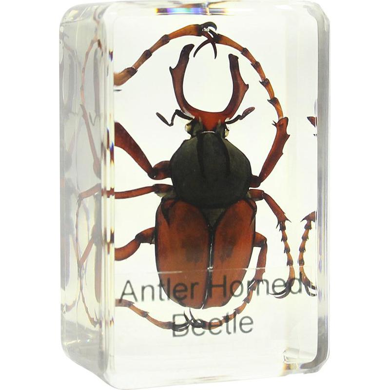 Omegon Houdbaar Preparaat Vliegend Hert 1 Omegon houdbaar preparaat vliegend hert Omegon houdbaar preparaat vliegend hert volledige kever ingebed in acrylkubus zichtbaar van bovenaf