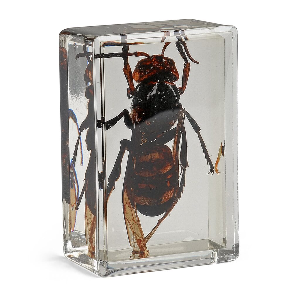 Omegon Preparaten Aziatische Reuzenhoornaar 1 Omegon preparaten Aziatische reuzenhoornaar Omegon preparaten Aziatische reuzenhoornaar vooraanzicht met volledig zichtbaar insectlichaam
