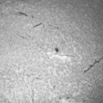 Sky-Watcher Heliostar 100 H Alpha Trifid Tuner